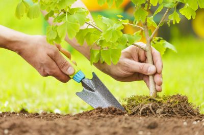 Orchard Planting in Ventura County, CA