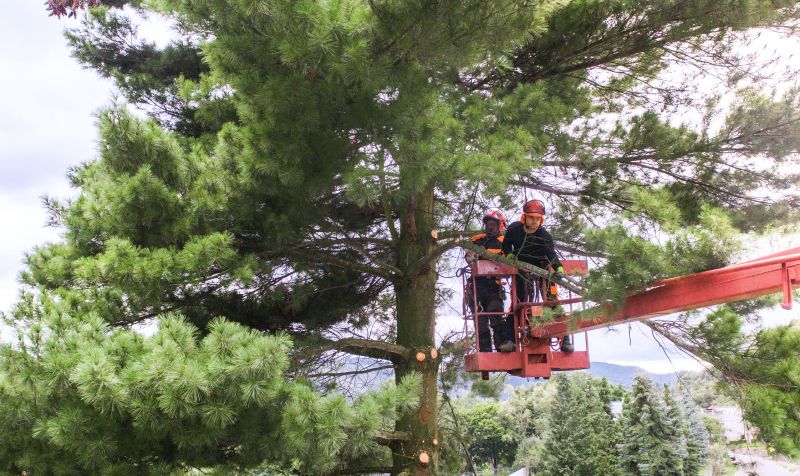 Shrub Care Service in Reno, NV